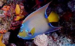 Yes, another Queen of the Sea! Taken in Cozumel. the came... by Steven Anderson 